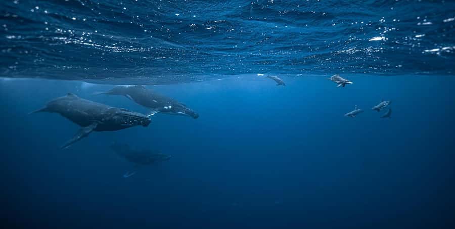 Moorea 4H Shared Boat Tour Whale Swimming and Snorkeling - What the whale encounter can look like