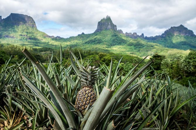 Moorea 4WD Tour Inc. Belvedere, Pineapple Farm, Magic Mountain... - Tropical Garden tastings and vanilla