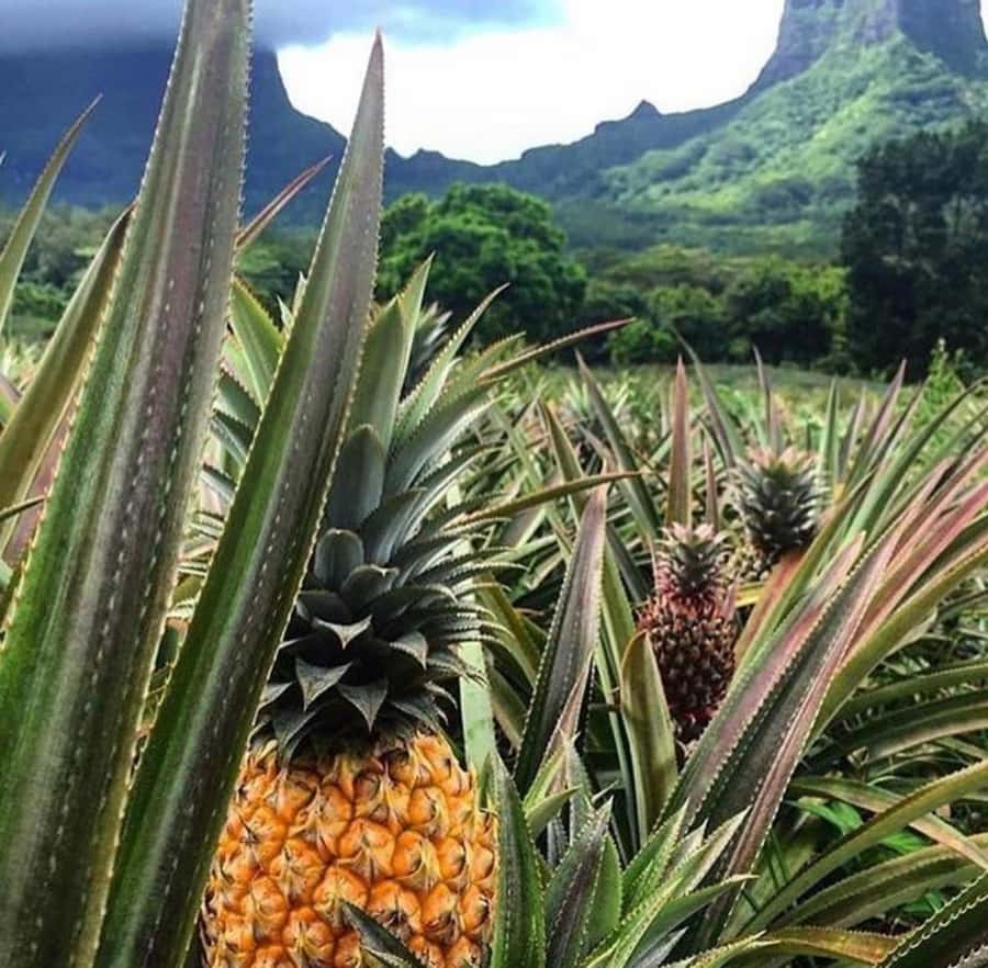 Moorea Cruise Ships: 4x4, Belvedere,Magic Mountain pineaple - Why this 4x4 is a smart way to see Moorea