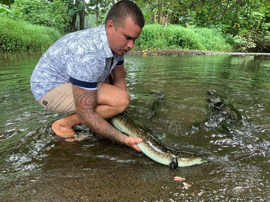 Moorea Cruise Ships: 4x4, Belvedere,Magic Mountain pineaple - Freshwater eels, a marae, and local culture