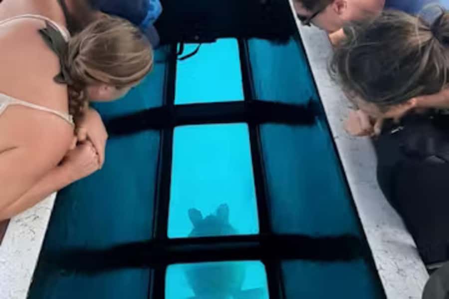 Moorea: Glass Bottom Boat Adventure with Lagoon Wonders - A Family Boat With a Clear Sense of Place