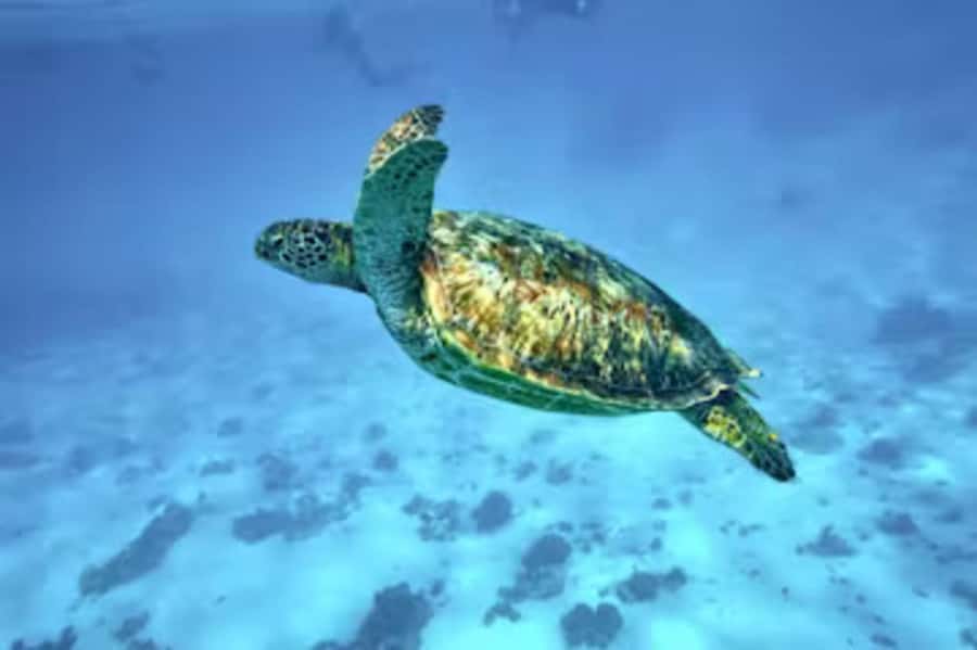 Moorea: Glass Bottom Boat Adventure with Lagoon Wonders - Underwater Tikis and Polynesian Meaning