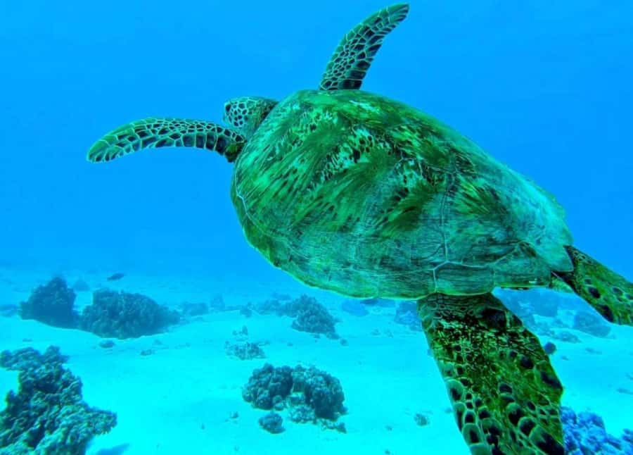 Moorea: Lagoon and Reef Snorkeling Tour with Drinks - Key points to know before booking