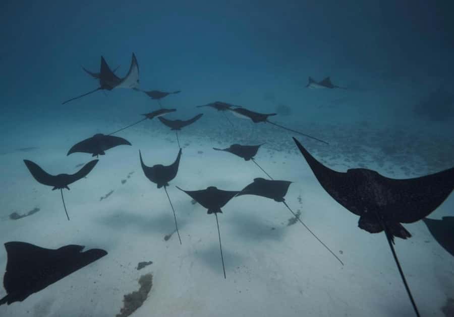 Moorea: Lagoon and Reef Snorkeling Tour with Drinks - From Coco Beach into Moorea’s open water