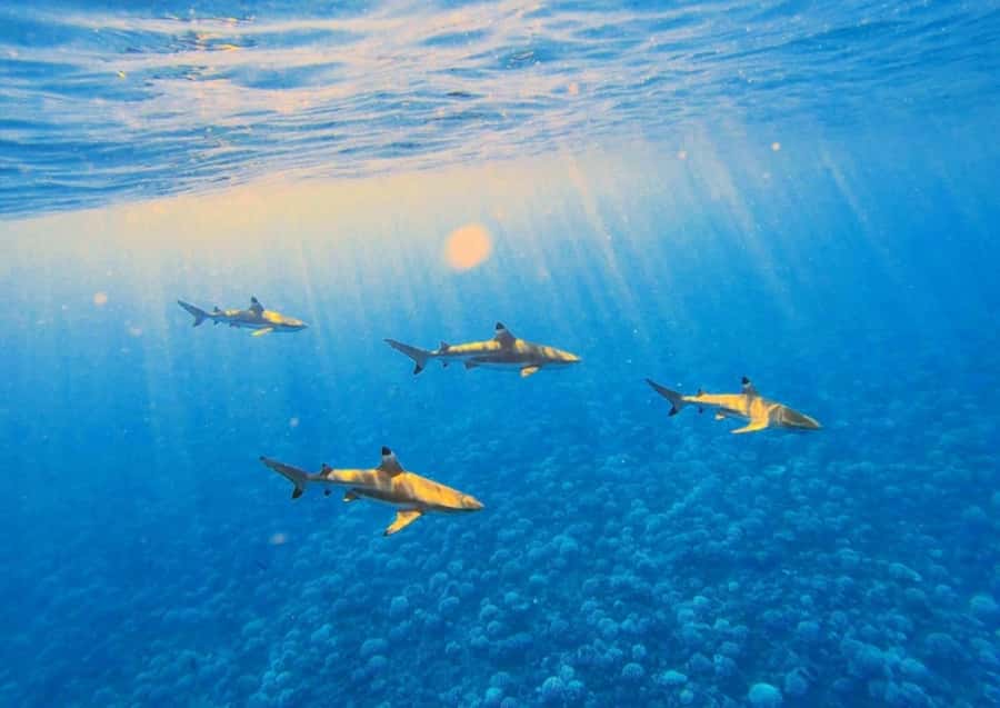 Moorea: Lagoon and Reef Snorkeling Tour with Drinks - Turtles, rays, and the changing lagoon