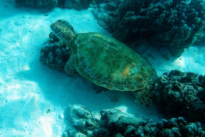 Moorea Lagoon Tour by Transparent Kayak - The two-hour Lagoon Explorer route