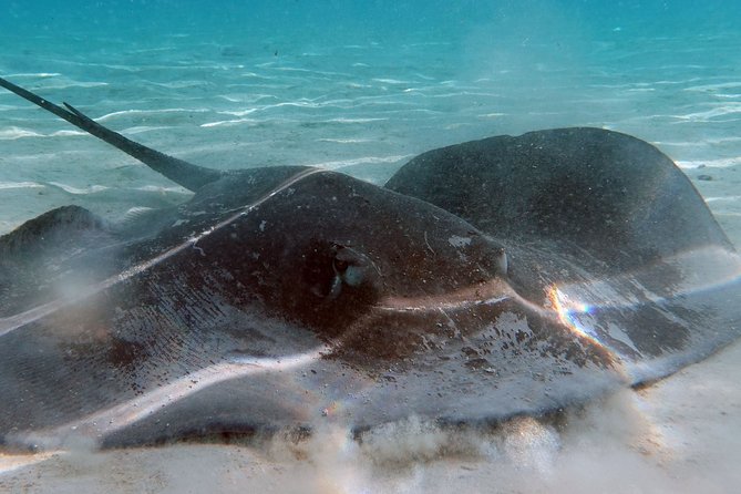 Moorea Lagoon Tour by Transparent Kayak - Small details that improve the day
