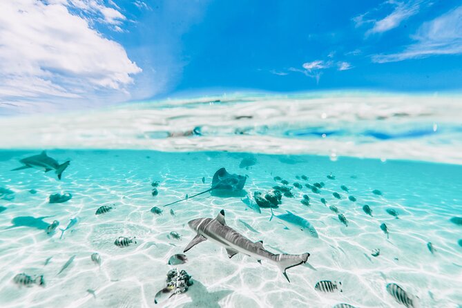Moorea: Private 4-Hour High-End Boat Excursion - A break at Motu Tiahura’s sandbank