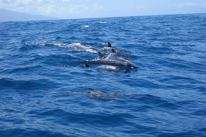Moorea Private Boat Tour / Sea Scooter Snorkeling Tour - The Reef Portion of the Outing