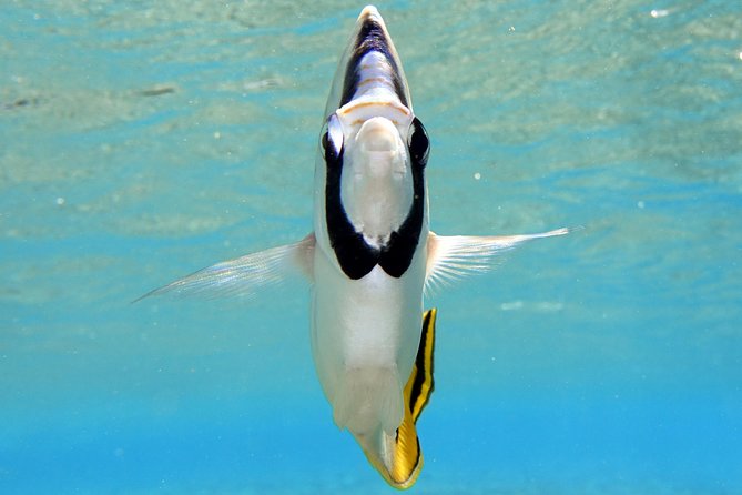 Moorea Private Boat Tour / Sea Scooter Snorkeling Tour - Why the Private Format Matters at $1,125.96