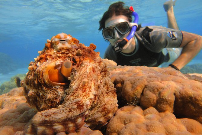 Moorea Private Boat Tour / Sea Scooter Snorkeling Tour - Who Will Get the Most From This Experience