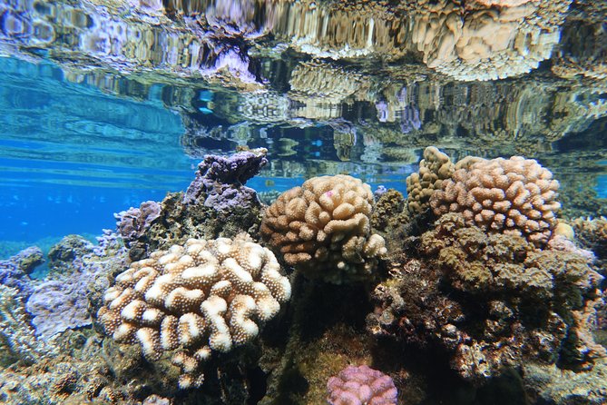 Moorea Private Boat Tour / Sea Scooter Snorkeling Tour - Booking, Confirmation, and Cancellation
