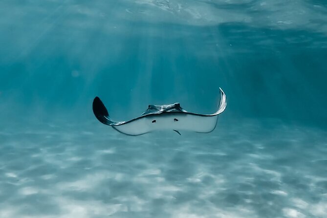 Moorea: Private Snorkeling Tour with Certify Guide - Three hours between reef and mountain