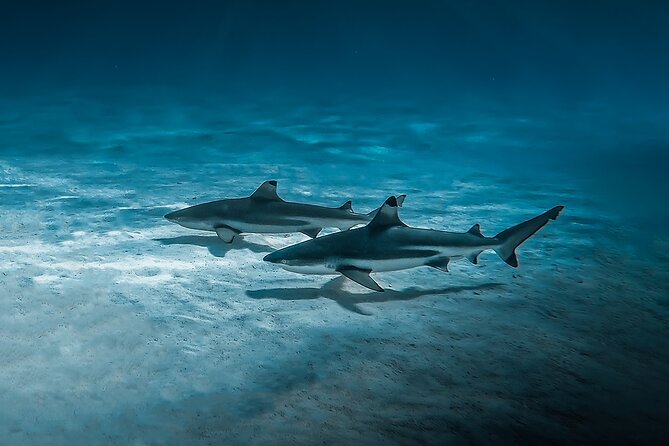 Moorea: Private Snorkeling Tour with Certify Guide - Who will get the most from this boat trip