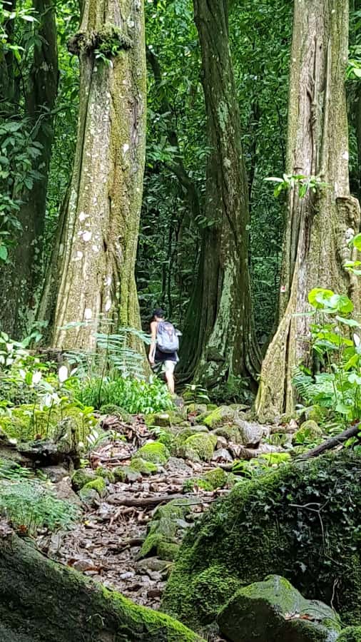 Moorea : Safari Nature and Culture Tour with local guide - Toatea Lookout starts the morning with a reef view