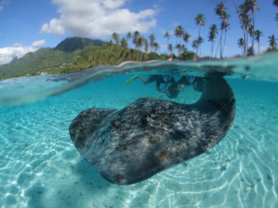 Moorea: Sea Scooter Snorkeling Tour - Key points at a glance