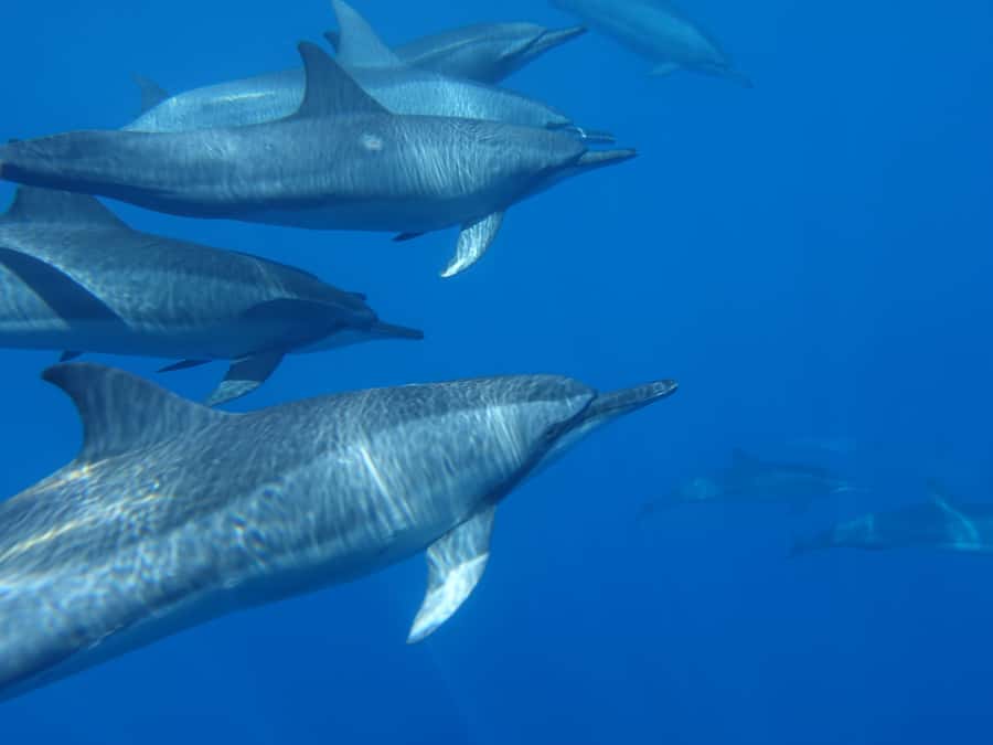 Moorea: Sea Scooter Snorkeling Tour - Why the small group of seven is worth paying for