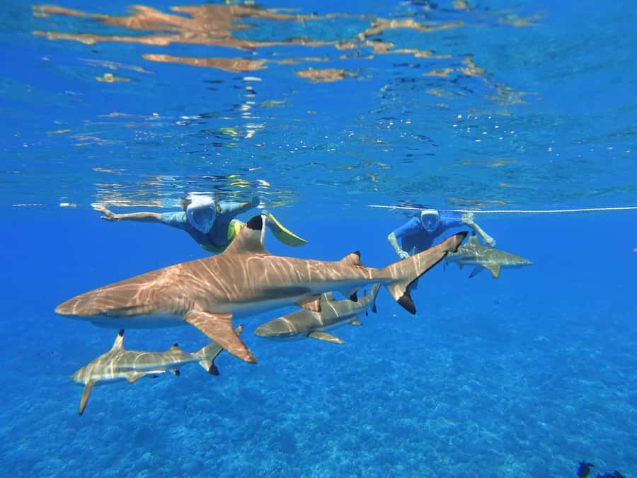Moorea: Sea Scooter Snorkeling Tour - Guides who make the difference