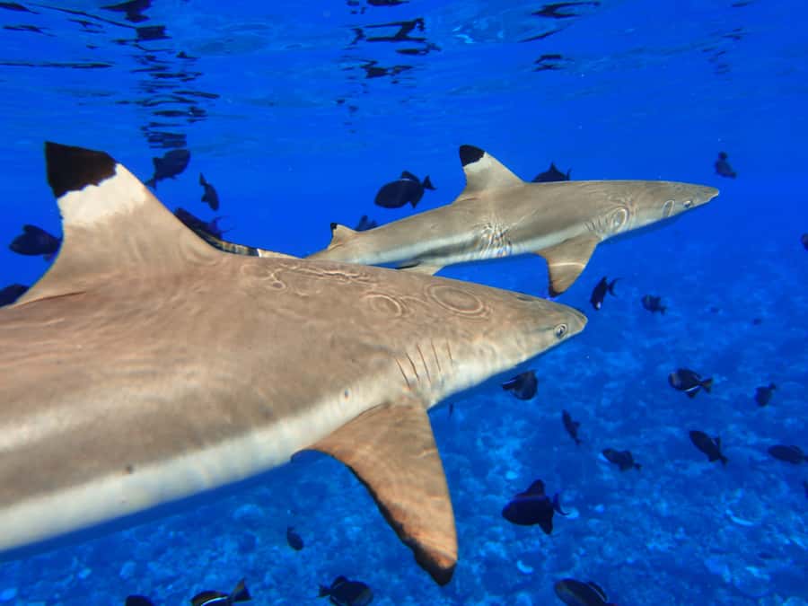 Moorea: Sea Scooter Snorkeling Tour - Weather, visibility, and the real limits of the experience