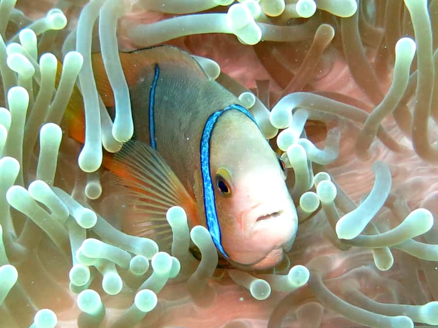 Moorea: Sea Scooter Snorkeling Tour - Is $167 a good value?