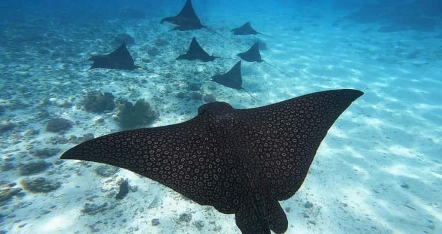 Moorea: Small Group Snorkeling Tour with local guide - The best reasons to choose this Moorea tour