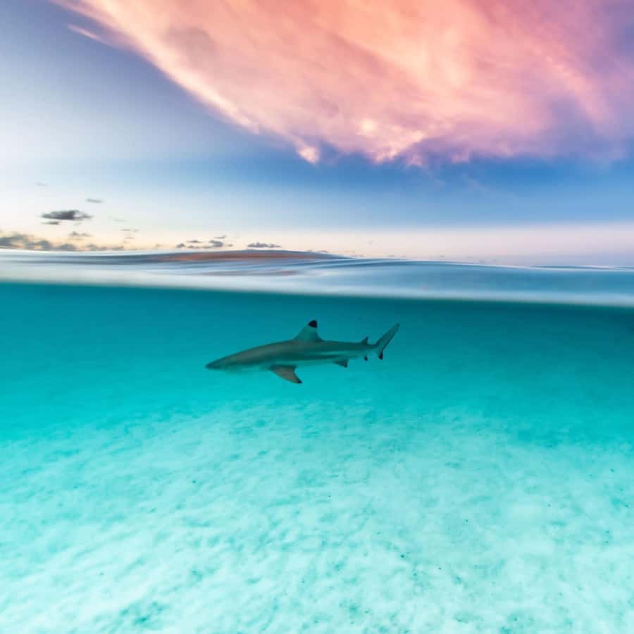Moorea: Small Group Snorkeling Tour with local guide - Why this tour feels different from a basic snorkeling trip
