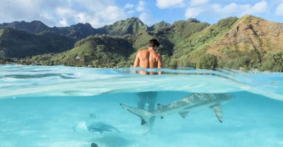 Moorea: Small Group Snorkeling Tour with local guide - Haapiti and the resting spinner dolphins
