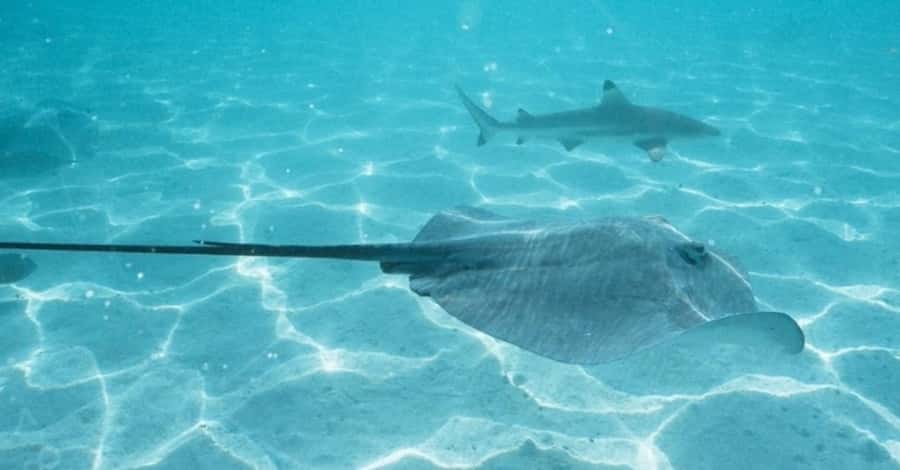 Moorea: Small Group Snorkeling Tour with local guide - A cocktail, tropical fruit, and a slower half-hour
