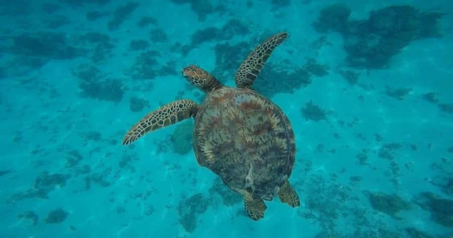 Moorea: Small Group Snorkeling Tour with local guide - Tiahura: starting with sharks in shallow water