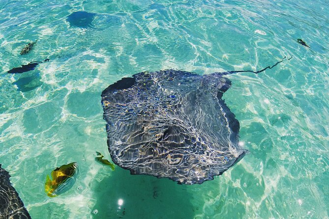 Moorea Solo or Twin 2 hours Jet Ski Tour - What the $222.10 price means