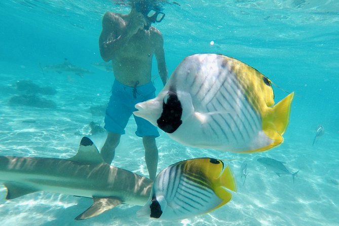 Moorea Solo or Twin 3 hours Jet Ski Tour - Cook’s Bay and Opunohu Bay From the Water