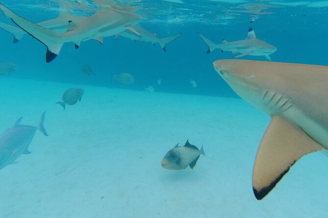 Moorea Solo or Twin Island Tour Jet Ski 4 hours - What the jet ski setup means for your day