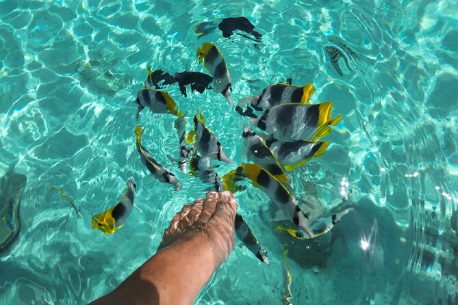 Moorea Solo or Twin Island Tour Jet Ski 4 hours - Transfers from the port or hotel