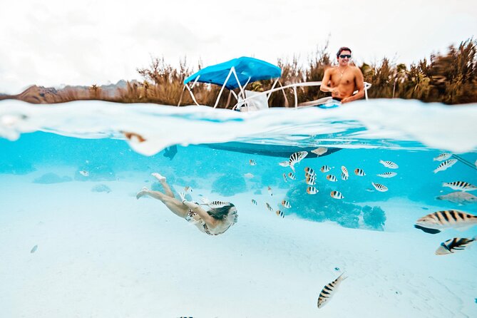 Moorea Sunset Boat Tour - The rays and sharks stop