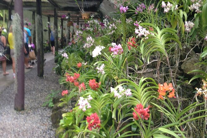 Mud Pools, Gardens, Markets, Temple & Shopping-Nadi Tour half day - Who will get the most from this tour