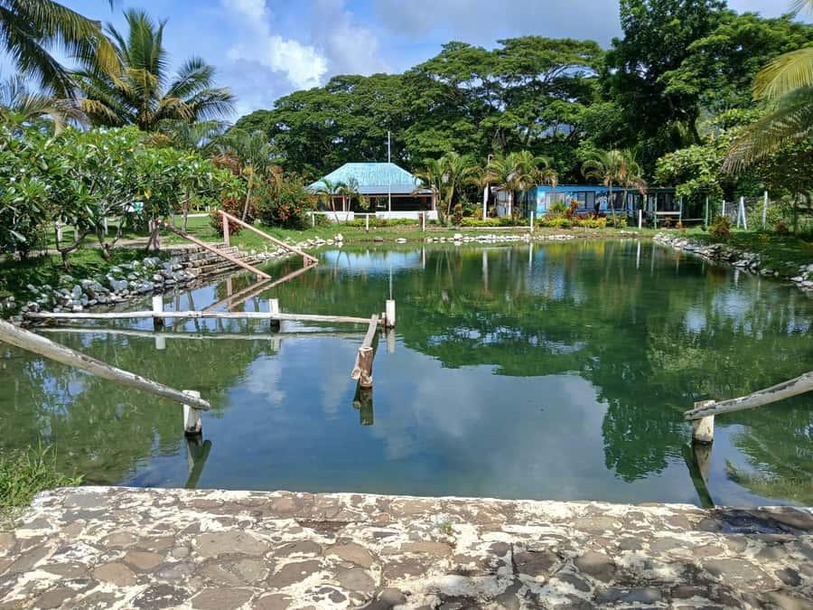 NADI-SABETO: Exquisite Orchid Garden with Hotspring Mudpool - The personal touch from Sisi and Mr Watson