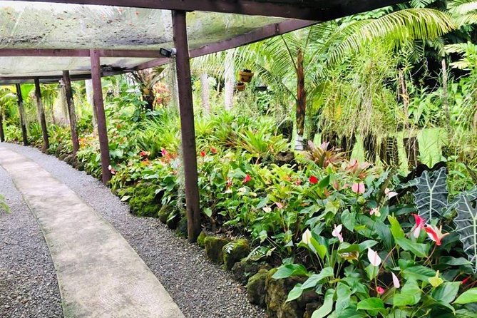 Nadi Sightseeing & Mud Pool Tour - Ex Fiji Marriott, Momi Bay - Orchids and Fruit Juice at the Garden of the Sleeping Giant