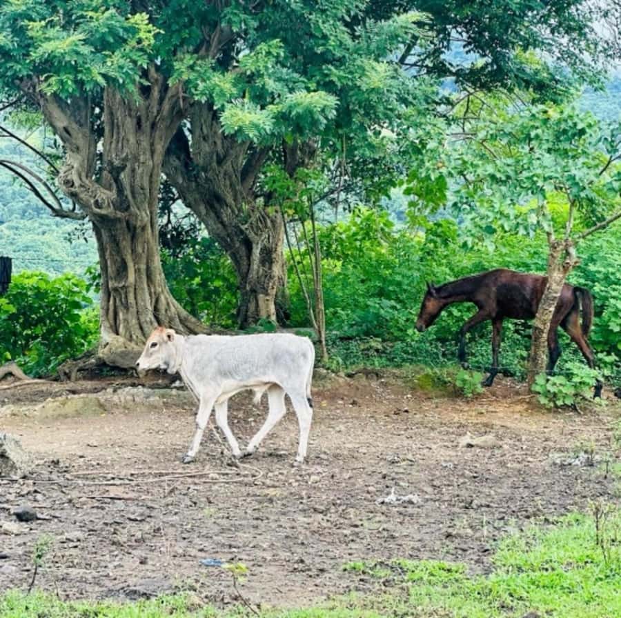 Nadi: Waterfall Tour Adventure with Refreshments and Lunch - Walking or horseback riding back