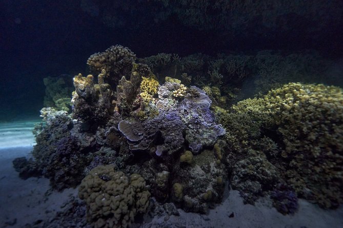 Night Snorkeling - What the night animals add to the experience