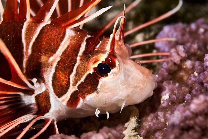 Night Snorkeling - Gear, refreshments, and what you should bring