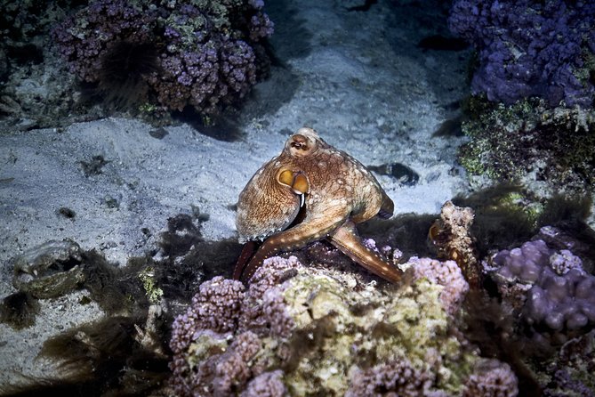 Night Snorkeling - Fitness and confidence in the water