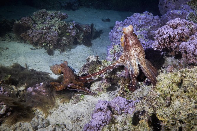 Night Snorkeling - Is the $120 price fair?