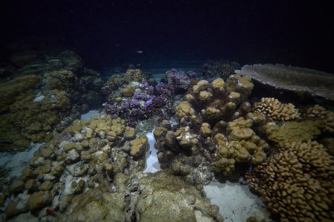 Night Snorkeling - Meeting at 6 p.m. and getting ready
