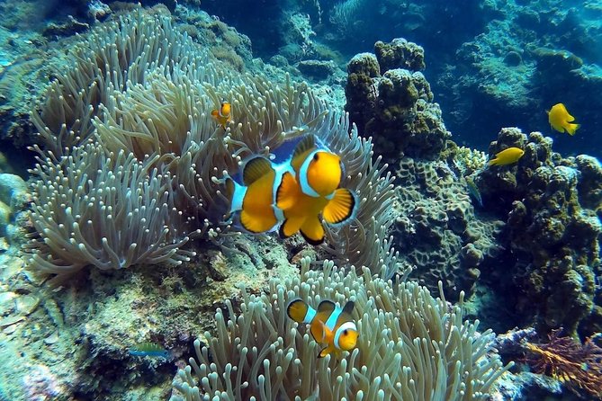 Other side of heaven Eco friendly snorkeling adventure - The $150 question