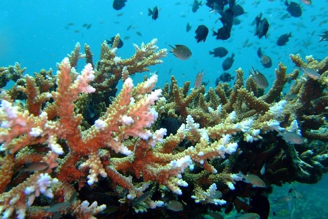 Other side of heaven Eco friendly snorkeling adventure - Who will enjoy this most