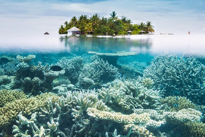 Other side of heaven Eco friendly snorkeling adventure - Practical questions to ask Hamala Tonga Tours
