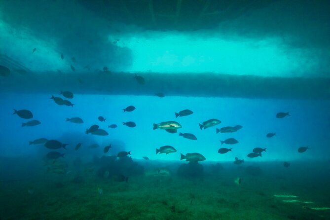 Ponton Day Trip SWIM with fish’s All meals included & Transport - The 20-window underwater tunnel for dry reef viewing