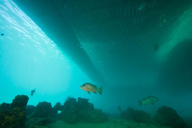 Ponton Day Trip SWIM with fish’s All meals included & Transport - How the five hours are likely to feel