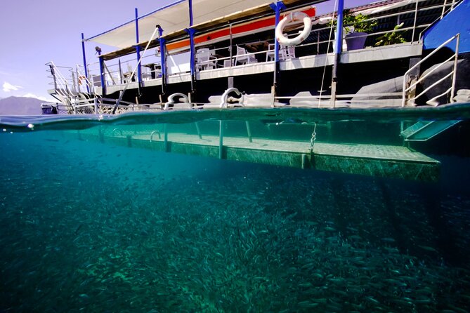 Ponton Day Trip SWIM with fish’s All meals included & Transport - Weather and cancellation details