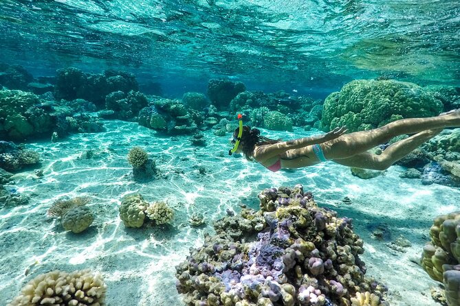 Private 4 Hours Reef Discovery Luxury Private Treasure Hunt in Bora Bora - Stop Four: Eagle Rays, Sharks, and the Final Clue